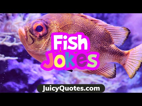 funny-fish-jokes-and-puns---have-a-good-laugh