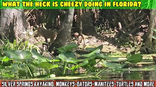 MONKEYS .Manatees and Aligators. Take a kayak ride on Silver springs Florida state park