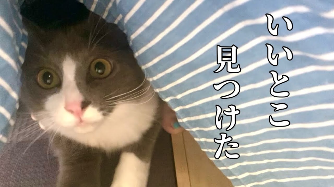 騒がしい奴がいるトライアル4日目 - YouTube