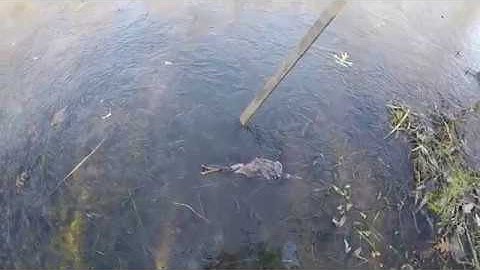 S2 First Check Water Trapping Wisconsin for Muskrat, Beaver, and Otter