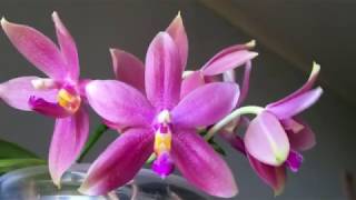 Орхидея - сюрприз: Phal.Bellina x Phal.Tetraspis C 1.