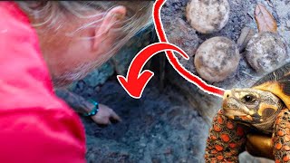 COLLECTING TORTOISE EGGS  WITH KAMP KENAN!! | BRIAN BARCZYK