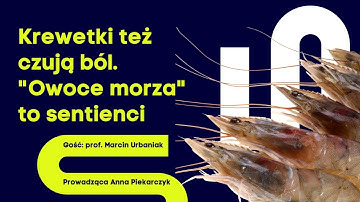 Czy skorupiaki cierpią? Nowe ustalenia naukowców