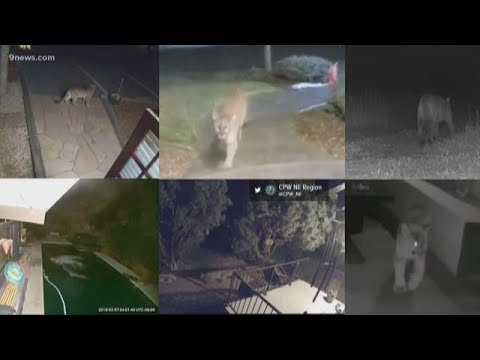 tegna news Colorado has had 22 mountain lion attacks since 1990, and 3 already in 2019
