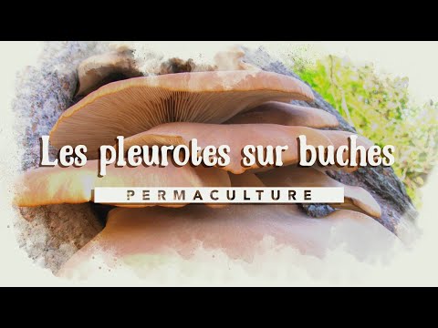 Vidéo: Côtelettes De Pleurotes