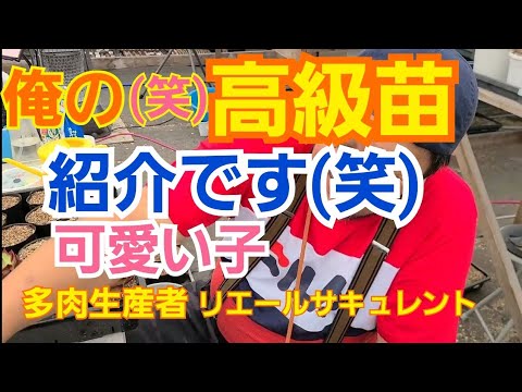 【多肉植物】【ガーデニング】俺の高級苗が来ました(笑)