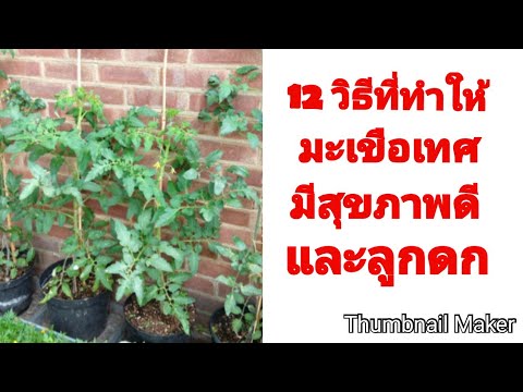 12 วิธี ที่ทำให้มะเขือเทศมีสุขภาพดีและมีลูกดก 🍅 🍅