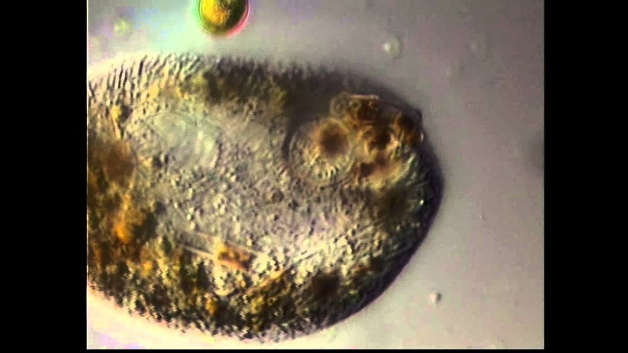FRONTONIA ACUMINATA CILIADO CILIATE bacterial transformation