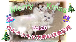Merry Christmas 2023 by のん子とそら太郎の成長記録 56 views 4 months ago 5 minutes, 37 seconds