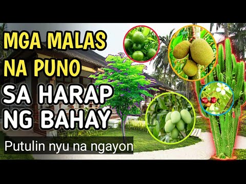 Video: Mga Kahoy Na Harapan