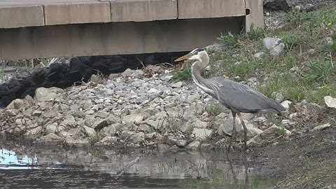 SIU researchers use sound to track animal movements, make eclipse accessible to visually impaired