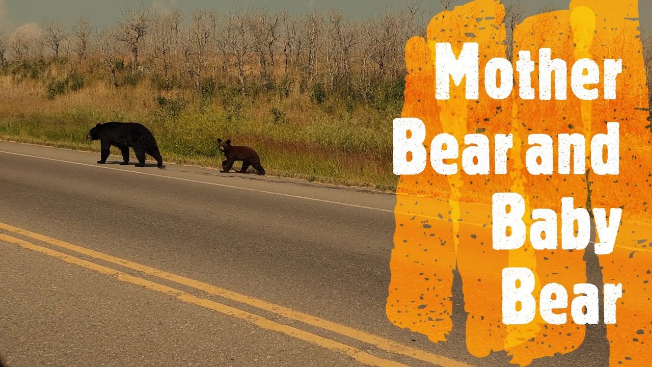 Black Bear Mom and Her Cute Cub Crossing the Road - YouTube