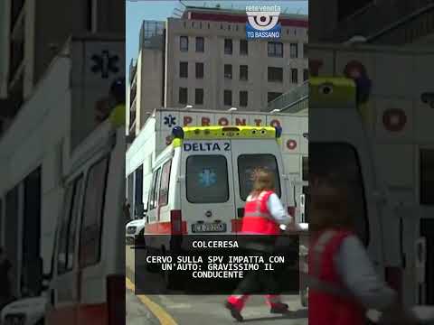 CERVO SULLA SPV IMPATTA CON UN'AUTO: GRAVISSIMO IL...