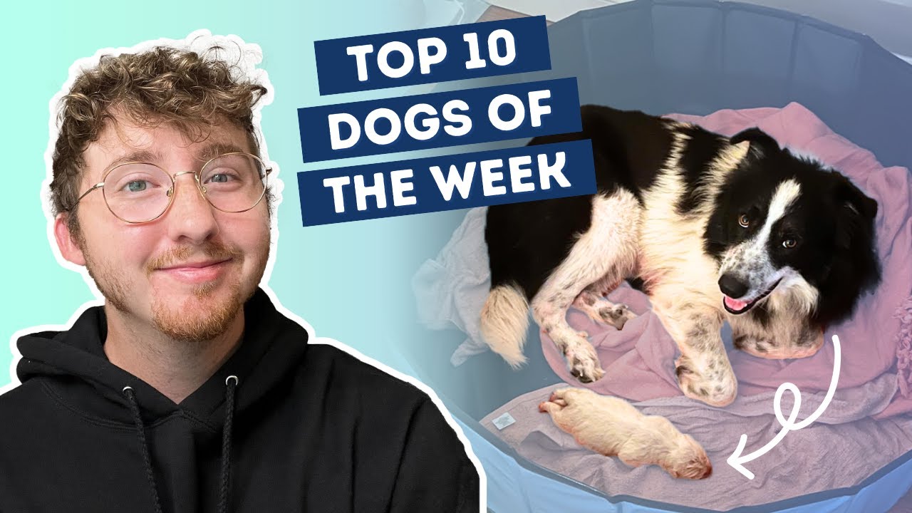Dog Gives Birth to Massive Puppy | Top 10 Dogs of the Week! - YouTube