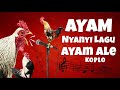 AYAM NYANYI LAGU MACAM - MACAM AYAM I AYAM ALE