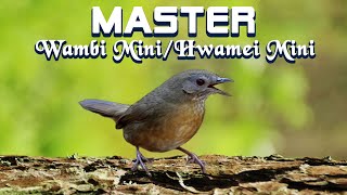 MASTER TEMBAKAN WAMBI MINI / Hwamei Mini   Jeda terapi air.