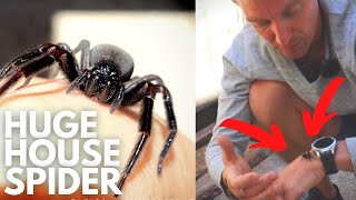 Black House Spider - Wildlife Wednesday Pete Ockleshaw