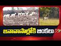 Kamareddy: Deer Stray into Villages to Quench Thirst | NTV Telugu