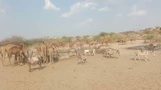 camel rajasthani india full vidio #viral #animal #trending by Animal thar parkar 234 views 13 days ago 53 seconds