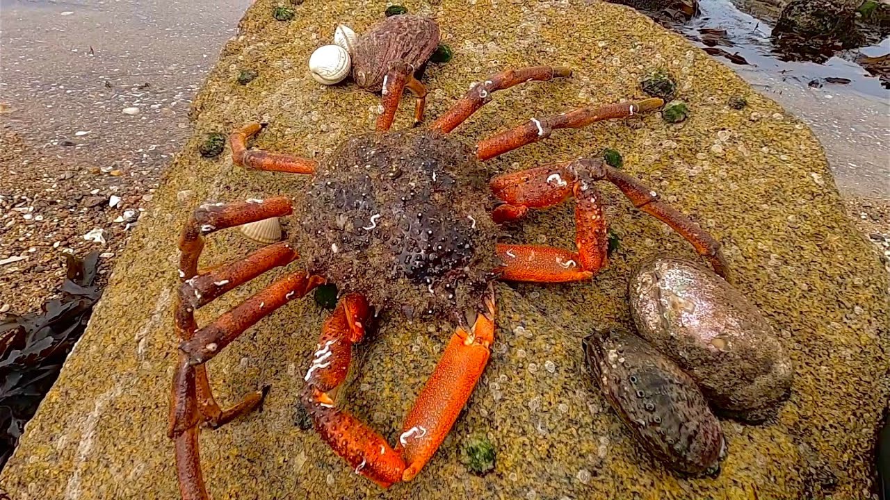 ITS SPIDER CRAB SEASON - Spider Crab & Abalone Catch & Cook !