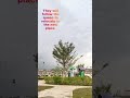 Bees rescue 1 | apis dorsata | Relocate aggressive bees swarming from playground