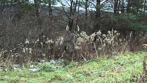 Why Hunters are Needed in Managing Deer Herds