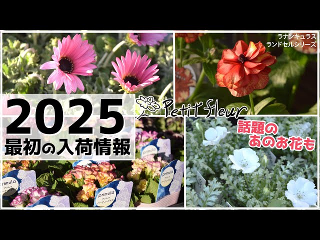 専用＊迎春2025 ブラウンラナンキュラス＆アジアンタム 正月飾り 園芸】2025最初の入荷情報！ラナンキュラス ランドセルシリーズ等 春を