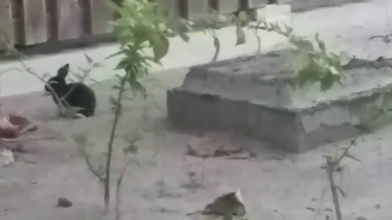 Little Rabbit in Maldives Kuredu 1.7.2015 - YouTube