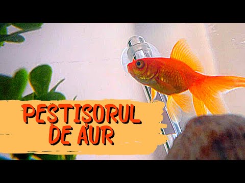 Video: Cum să păstrați peștele auriu (cu imagini)