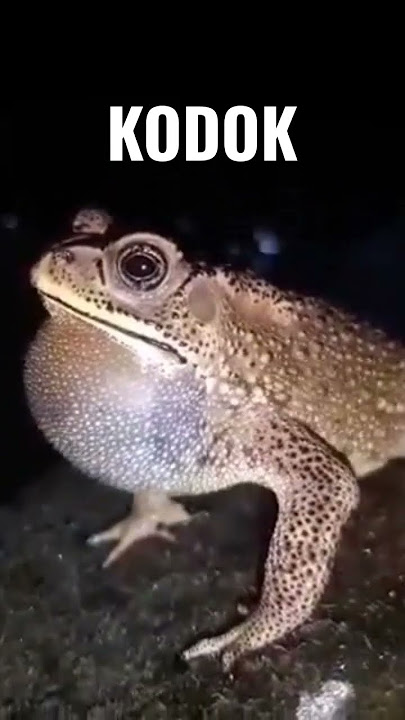 Suara Kodok