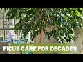 How to Grow a Ficus Tree Indoors for Decades: The Basics
