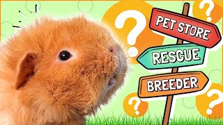 The Most Important Decision for New Guinea Pig Owners!