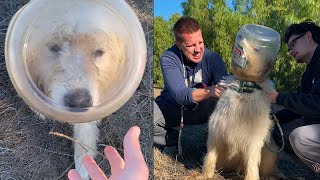 I found a Great Pyrenees puppy with his head stuck in a jar 😳 | DOGS+ by DOGS+ by Rocky Kanaka 3,587 views 2 years ago 3 minutes, 53 seconds