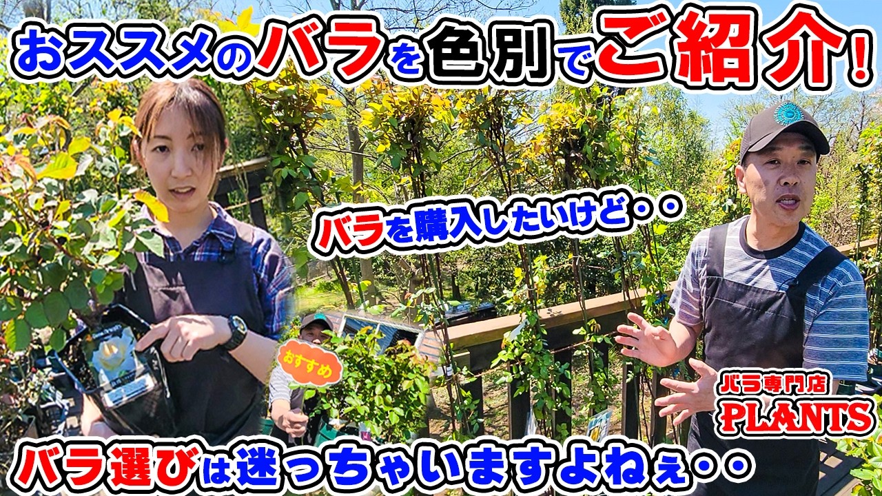 この春の【おススメのバラ🌹】を”色別🎨”でご紹介します♪PLANTS長島