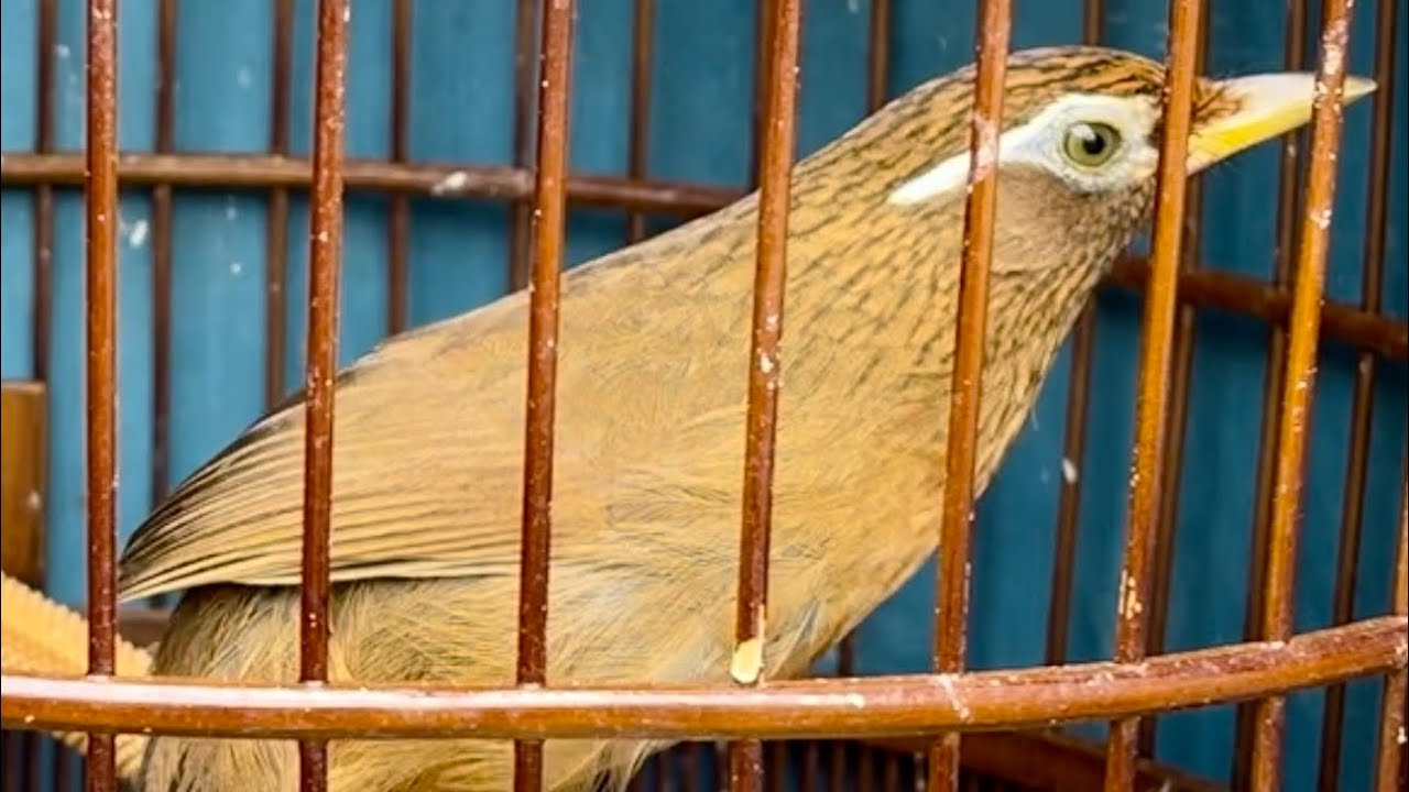 26/1 hoạ mi tuyển chọn tố chất bộ to già rừng người dài miên man bóng bộ đẹp 