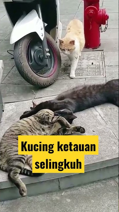 kucing selingkuh