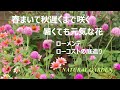 春種を蒔いて【秋遅くまで咲く花】ローコスト／ローメンテでガーデニング『暑さに強い花』