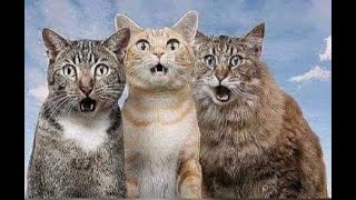 видео: 😺 Коты для позитива! 🐈 Видео смешных котов и котят для хорошего настроения! 😻 картинка: 😺 Коты для позитива! 🐈 Видео смешных котов и котят для хорошего настроения! 😻