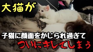 子猫に顔面をかじられてキレてしまう大猫