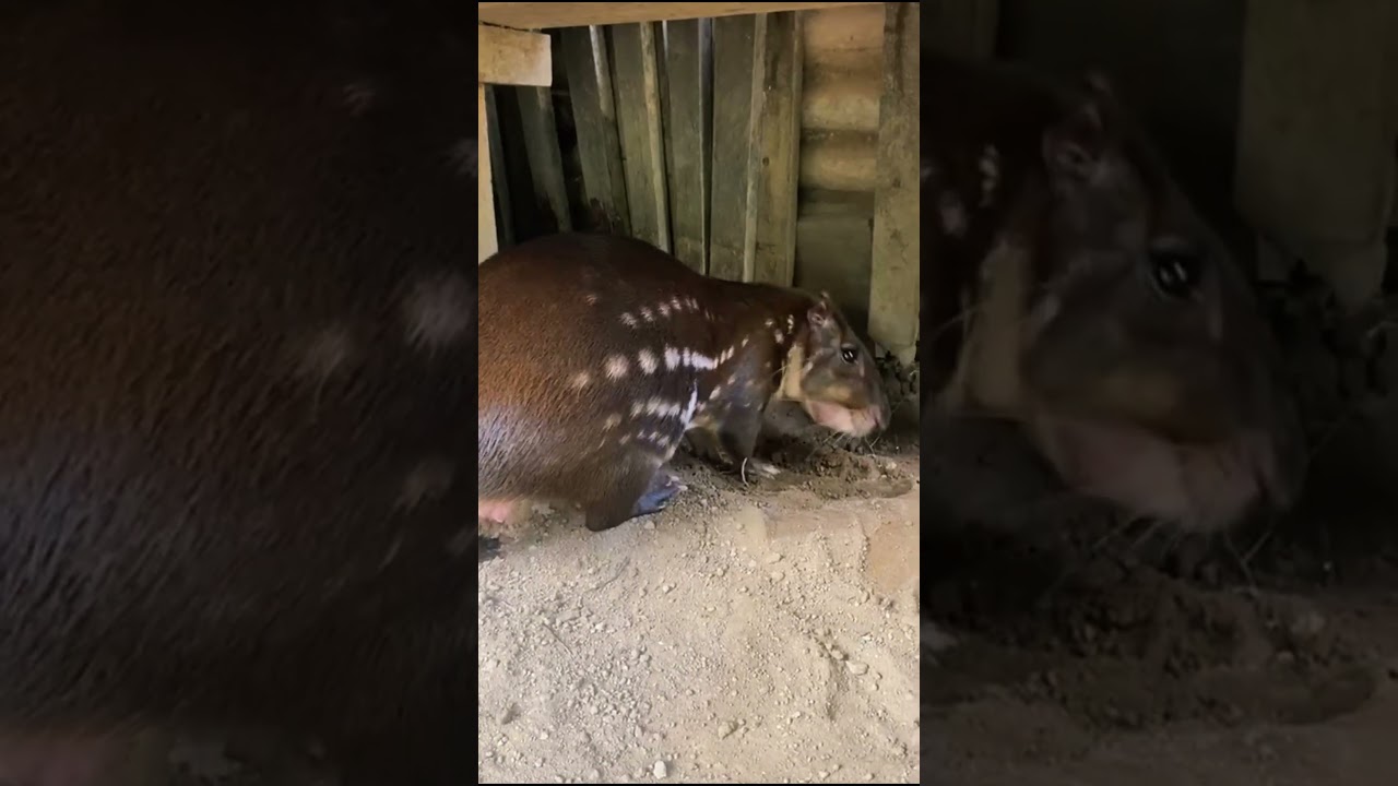 O RONCADO DÉSSA PACA É ASSUSTADOR 