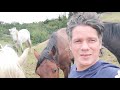Cría de caballos de Paso Fino. Colombia.