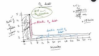 Exercise physiology - Part 1, oxygen debt, muscle metabolism | MBBS 1st year