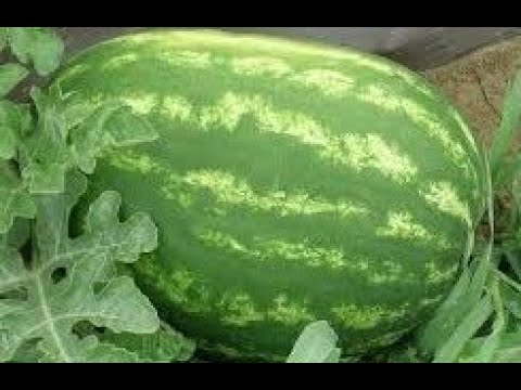 Video: Orezivanje lubenica - kako i kada orezati biljke lubenice