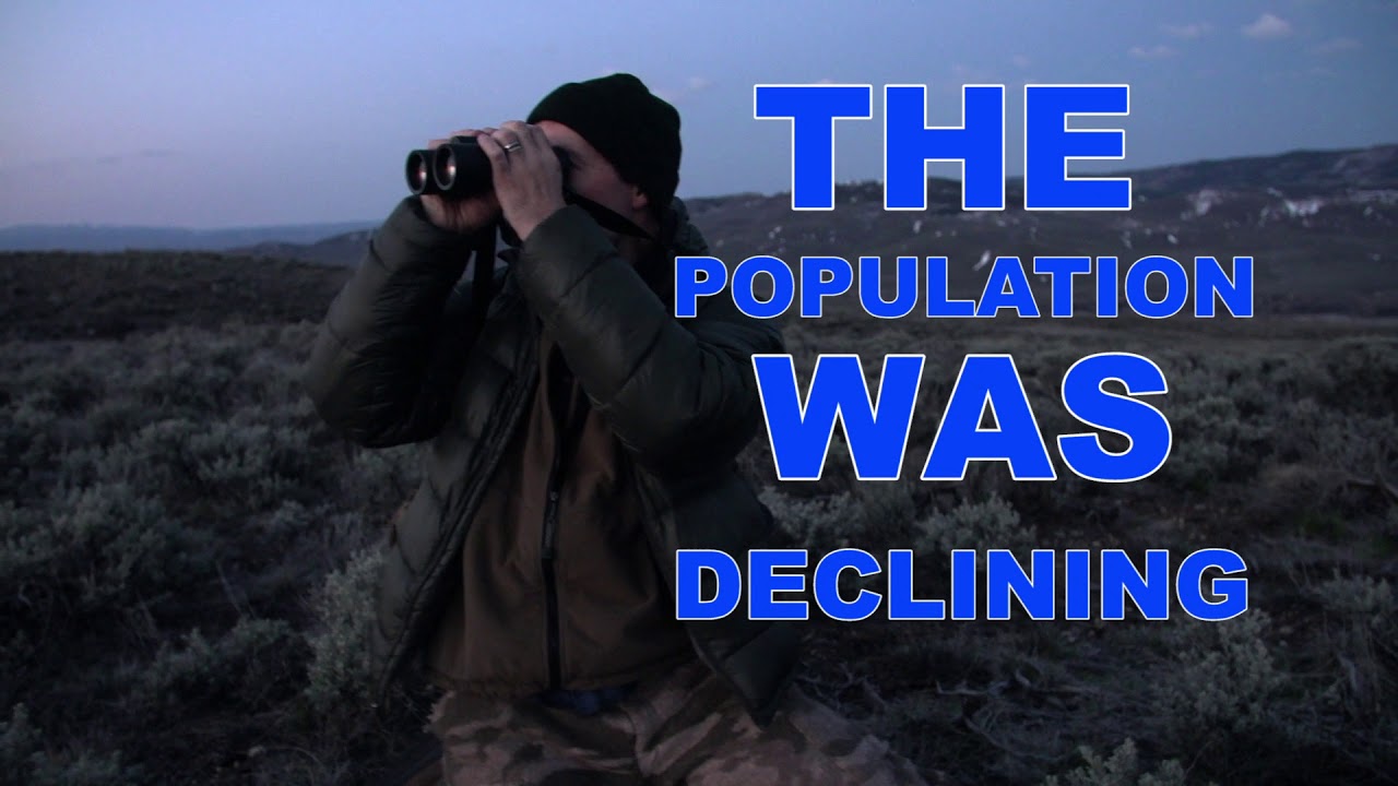 Animal Rescue: Gunnison Sage Grouse