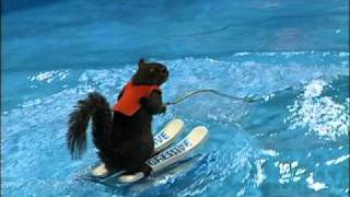 Twiggy the Water Skiing Squirrel