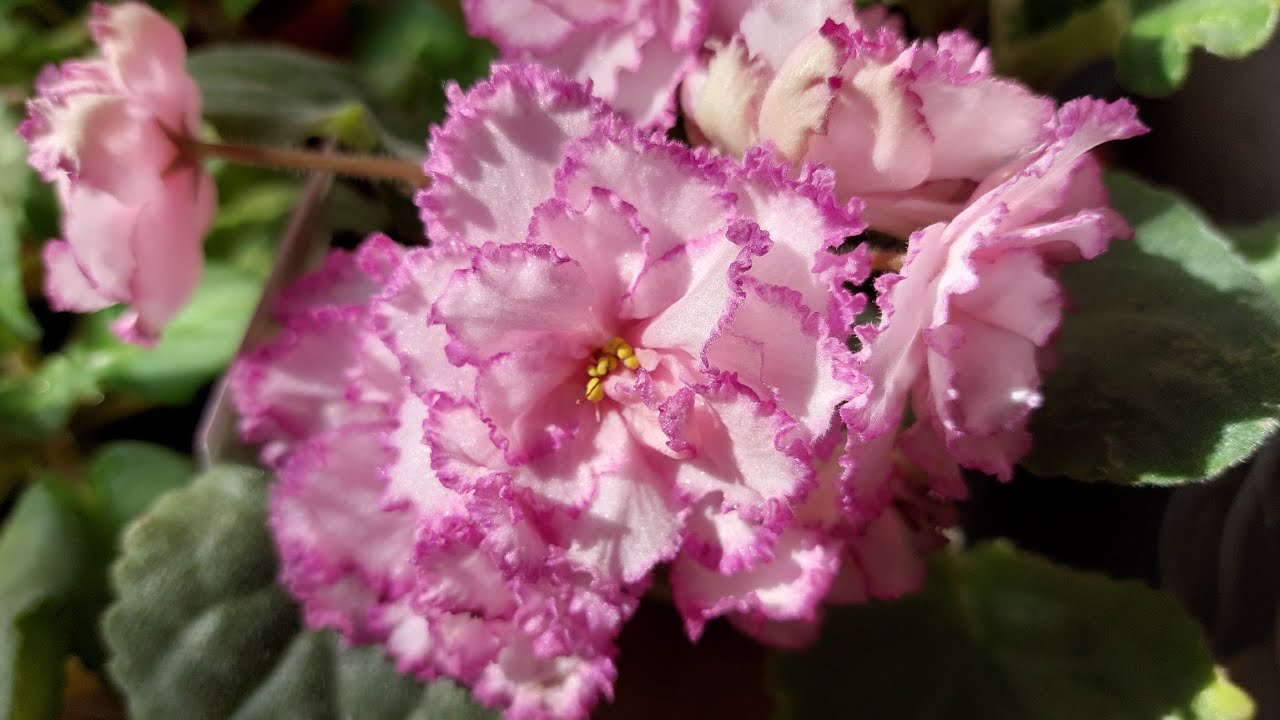 06.08.2025.Новинки/Выставка фиалок(Р) в Доме фиалок.