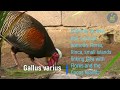 Los cuatro ancestros del gallo domestico.