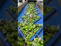 Step-by-step process to make Olive Oil