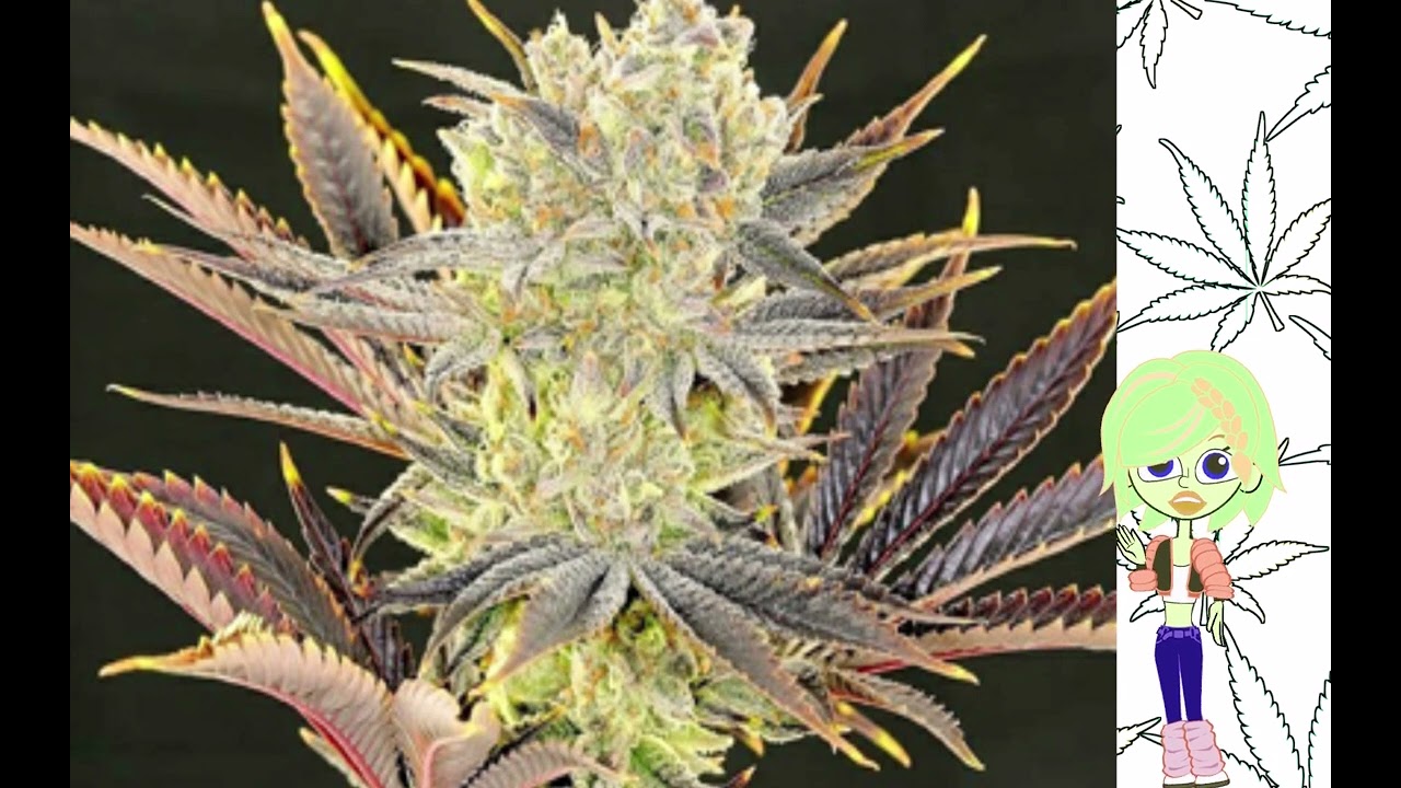 Citradelic Sunset   Ethos Genetics