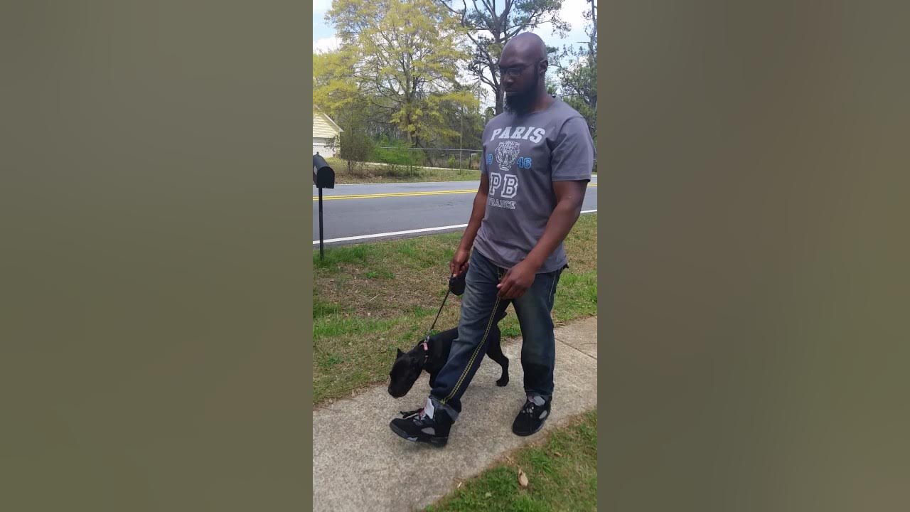 Brown's Training Cane Corso Puppy All Hand Commands YouTube